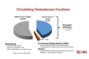 What is Free Testosterone and How to Boost It ?