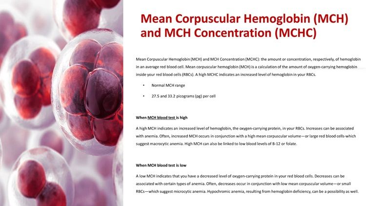 MCHC Blood Test