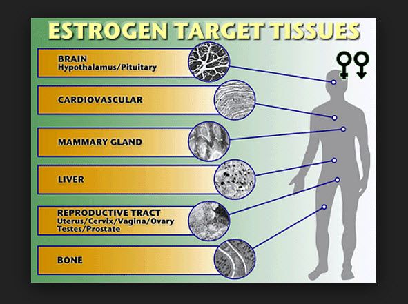 Low Estrogen Signs and Symptoms and How to Treat Low Estrogen - Dr