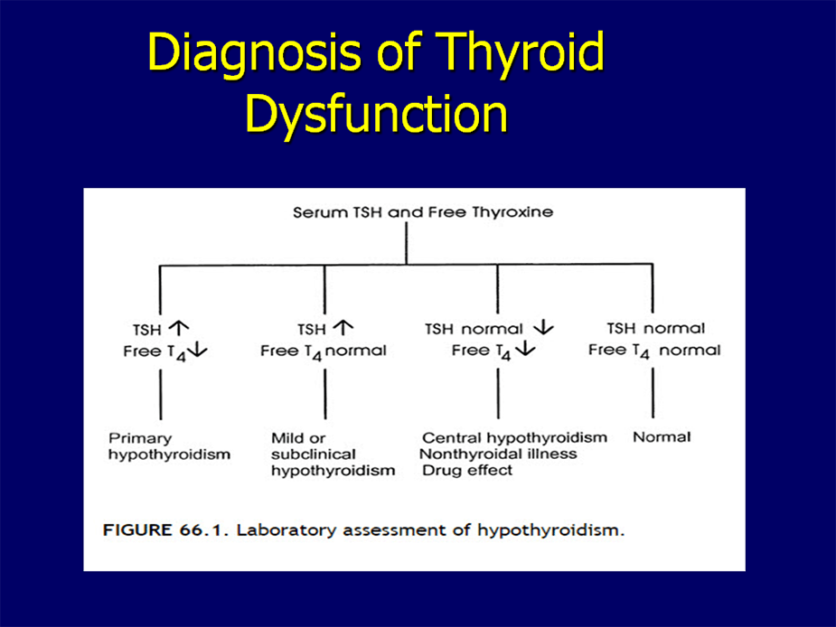 essentials-about-thyroid-hormones